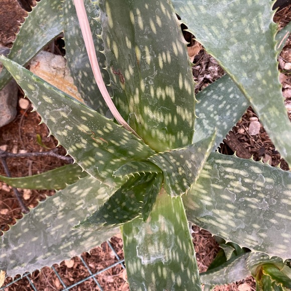 3-Handmade bath salt soak with Himalayan salt grapefruit essential oil. - Picture 4 of 4
